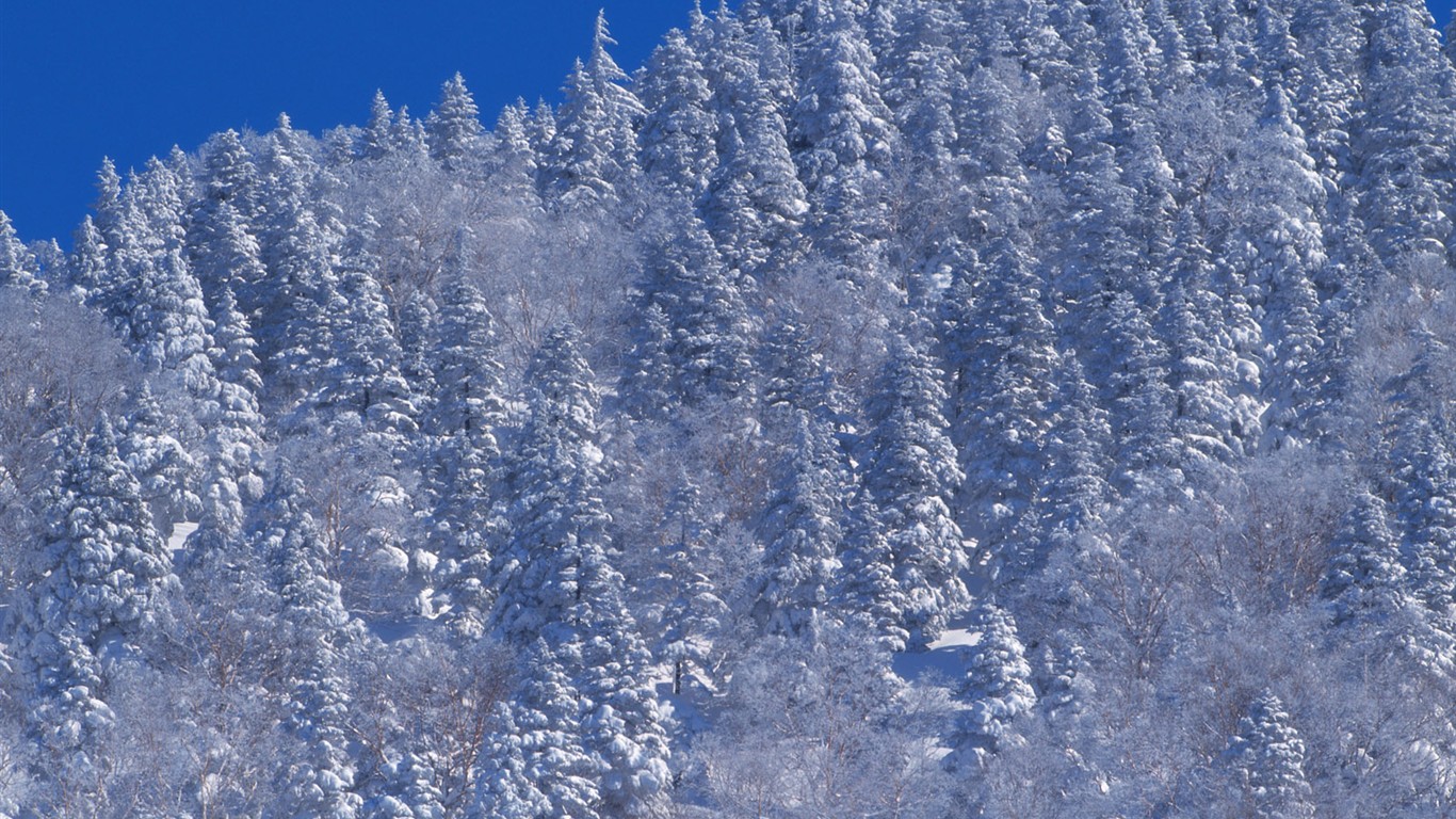 Снег лесной обои (2) #6 - 1366x768