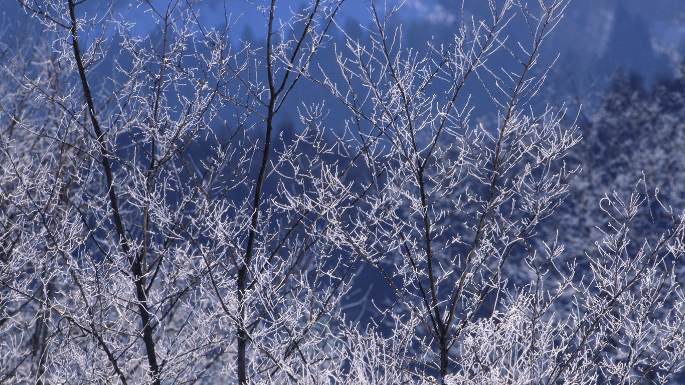 forêt, la neige fond d'écran (2) #10 - 1366x768