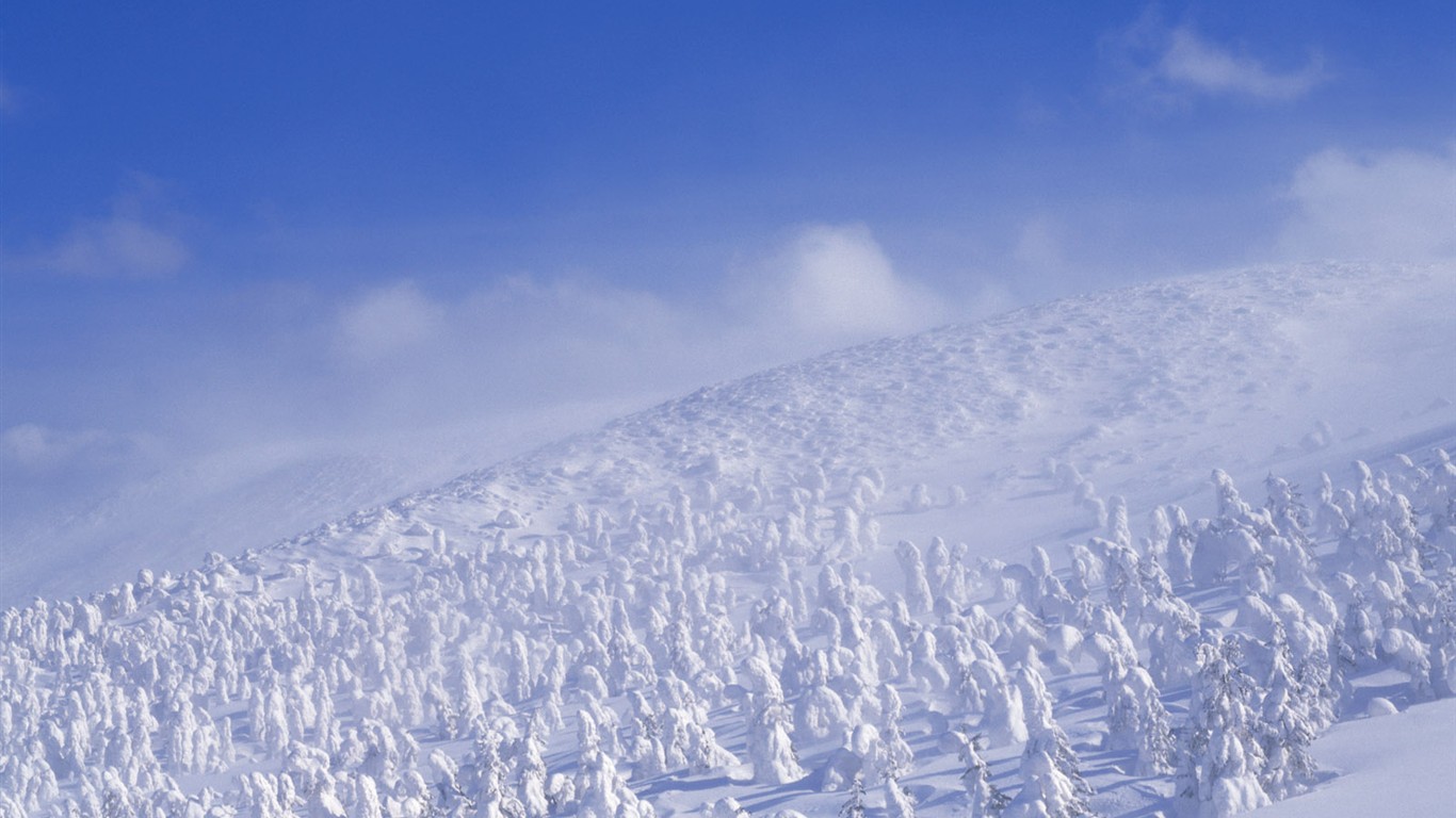 Snow forest wallpaper (2) #16 - 1366x768