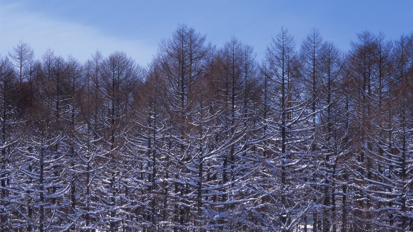 forêt, la neige fond d'écran (2) #17 - 1366x768