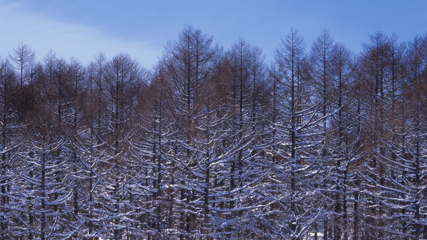 Snow Wald Wallpaper (2) #17 - 1366x768