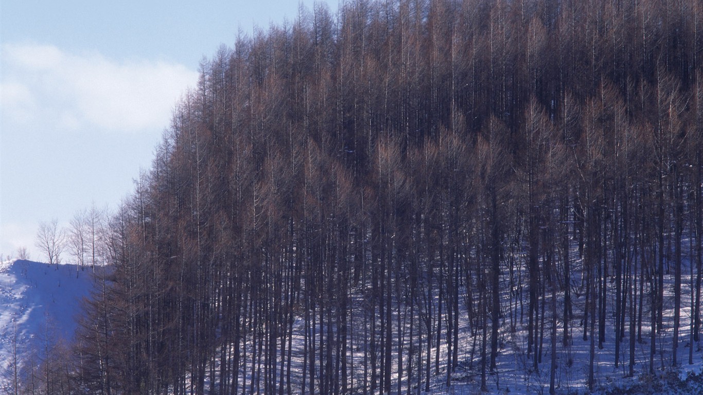 forêt, la neige fond d'écran (2) #18 - 1366x768