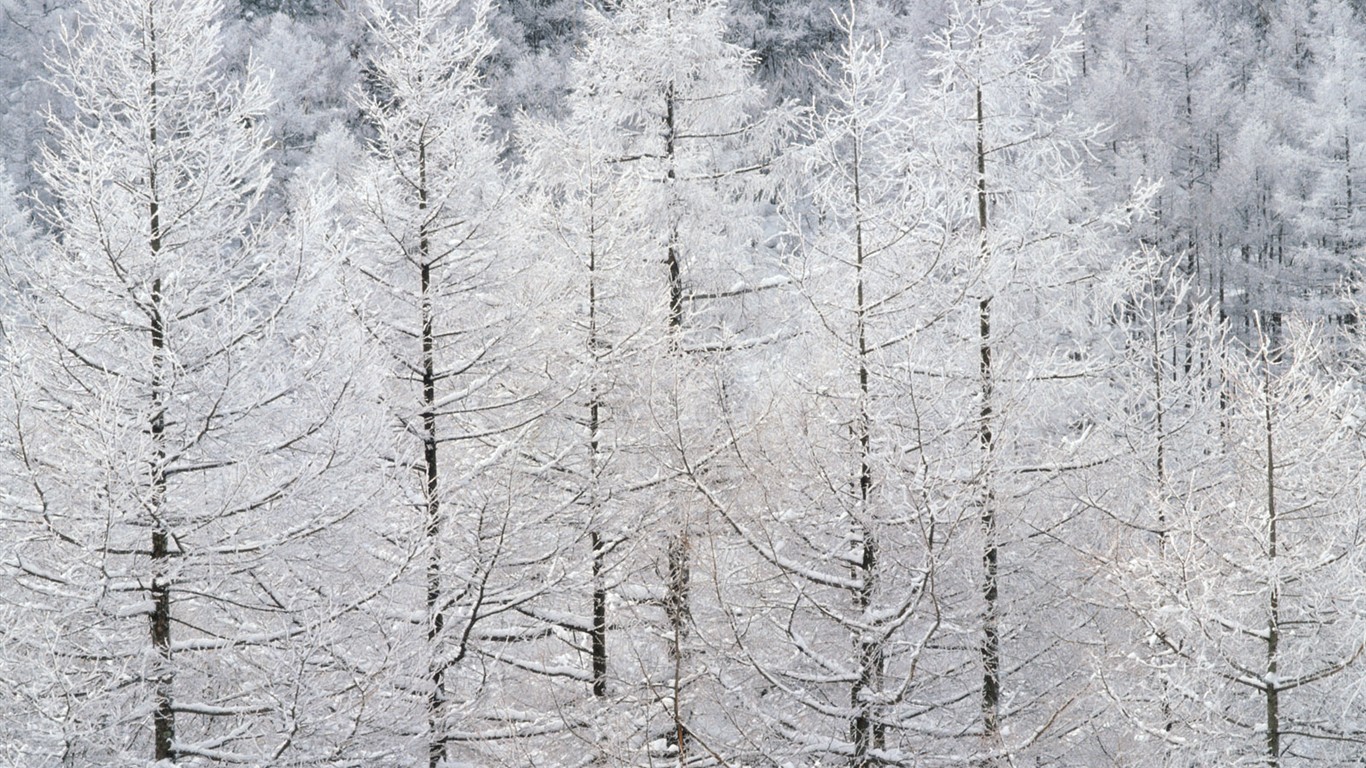 forêt, la neige fond d'écran (2) #19 - 1366x768