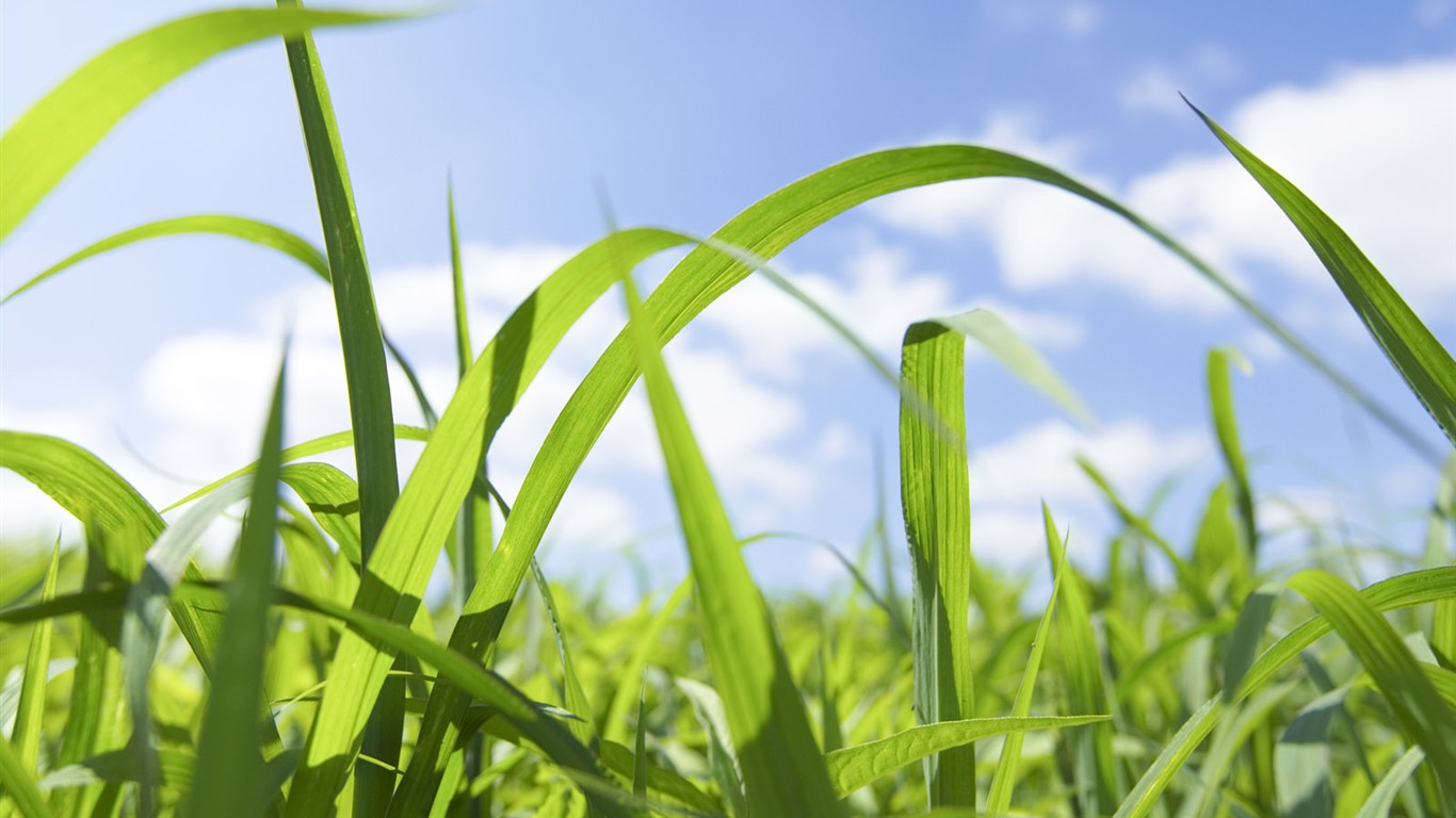 Green Grass wallpaper (1) #5 - 1366x768