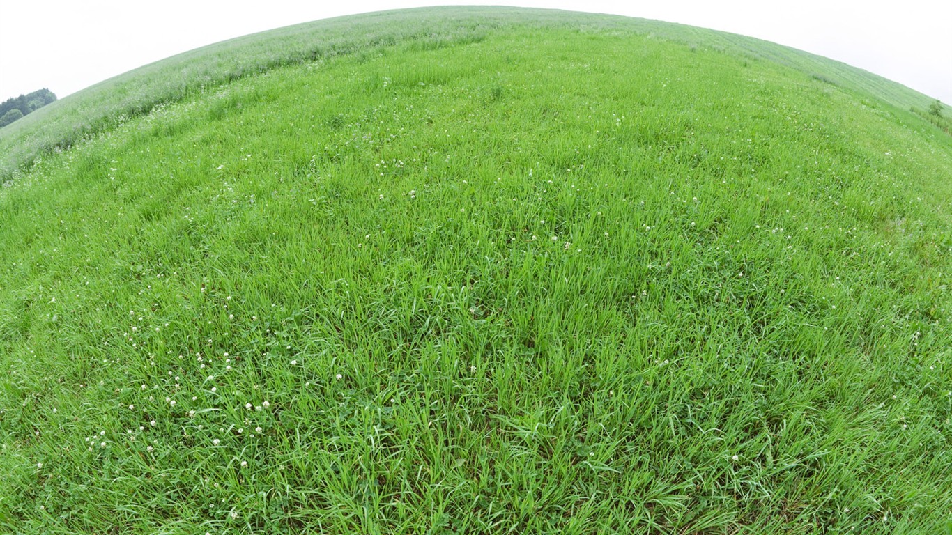 绿色草地(一)11 - 1366x768