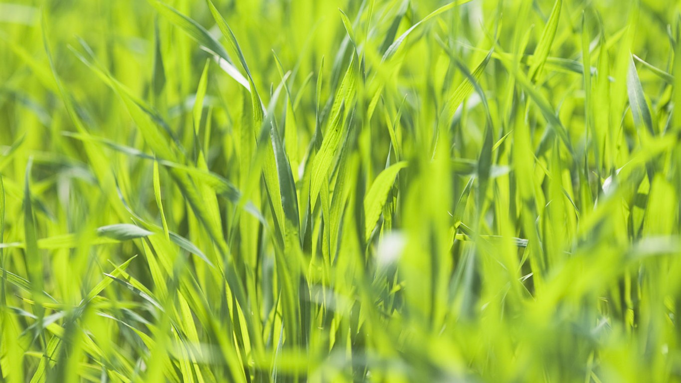 Green Grass wallpaper (2) #2 - 1366x768