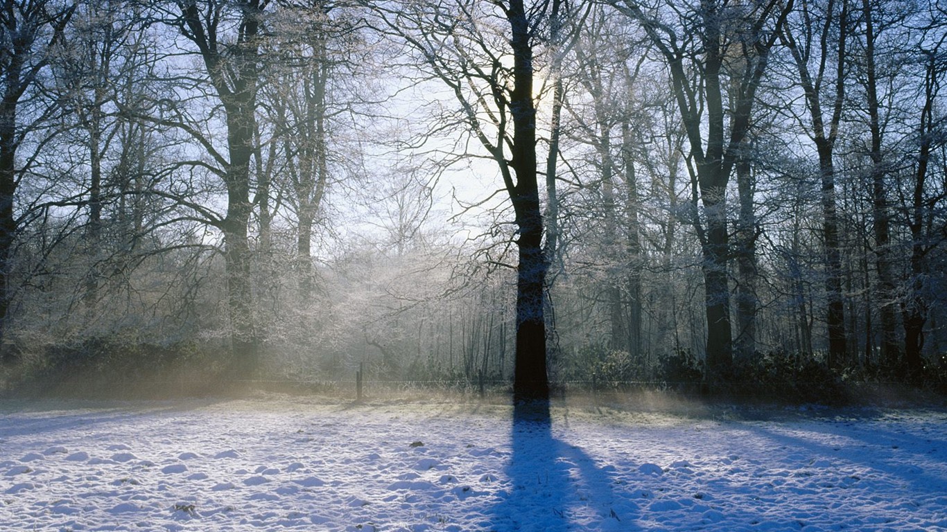 Nieve fondos de escritorio de los bosques (3) #1 - 1366x768