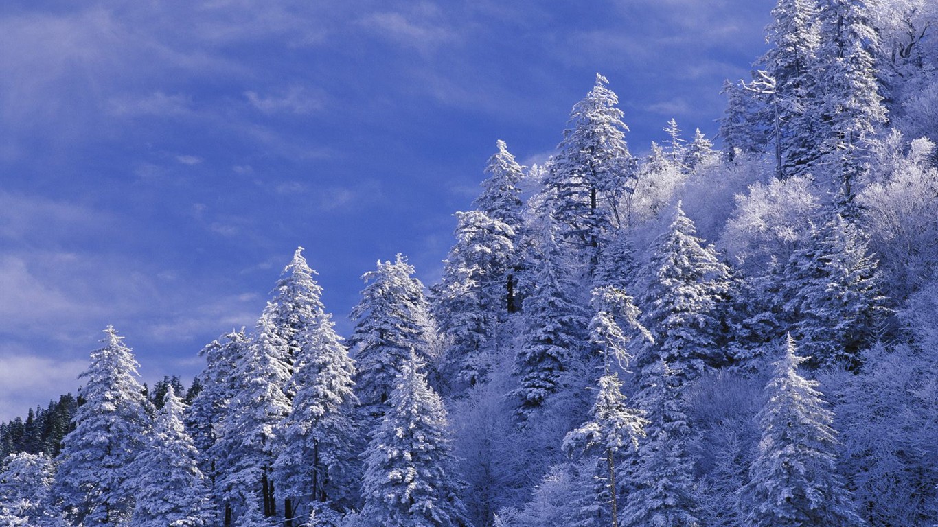 Sníh lesa tapetu (3) #2 - 1366x768