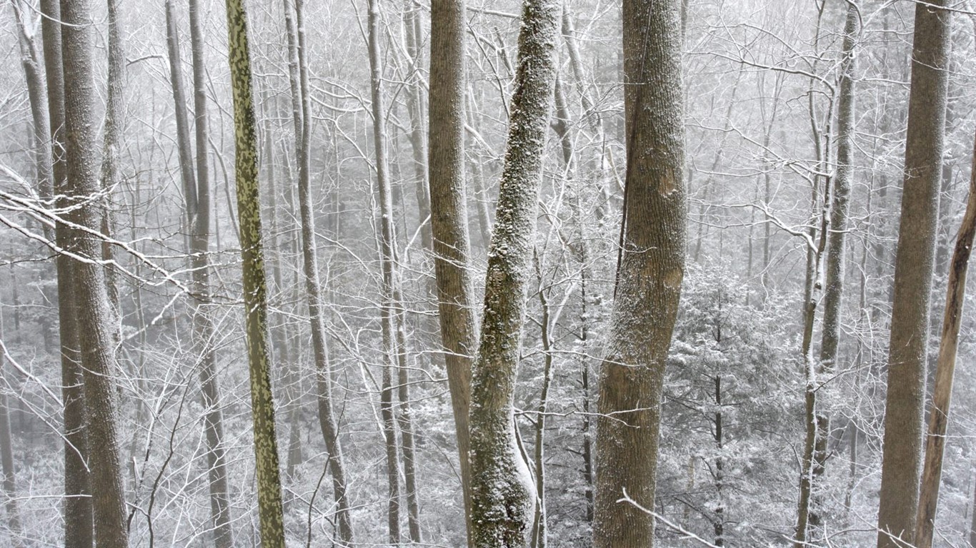 Sníh lesa tapetu (3) #14 - 1366x768