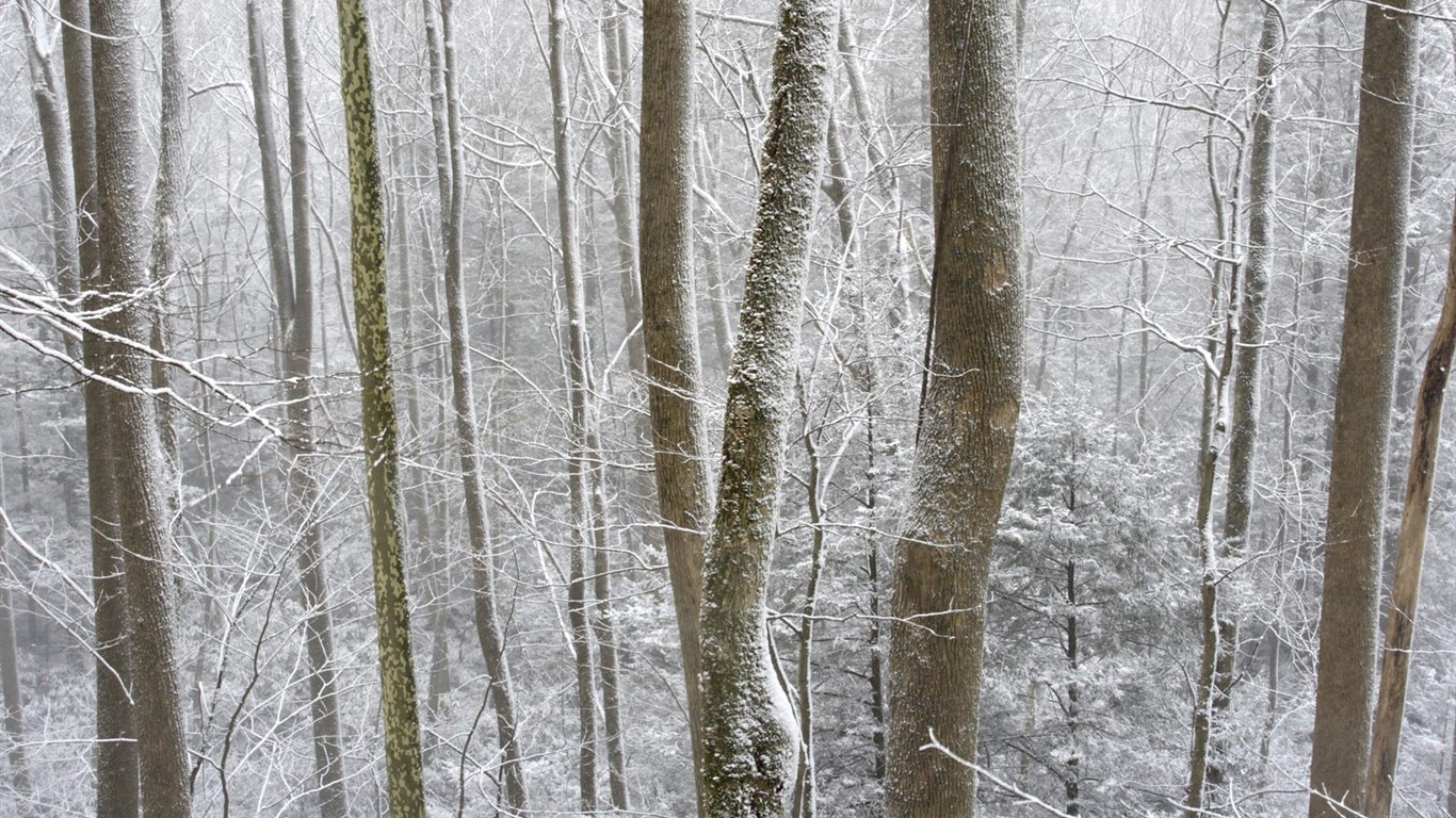 Nieve fondos de escritorio de los bosques (3) #14 - 1366x768