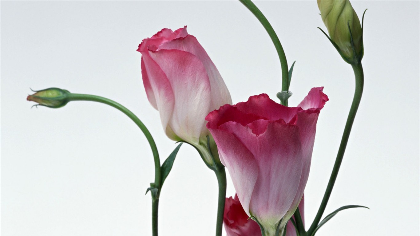 Flower Hintergrundbilder Selection (1) #2 - 1366x768