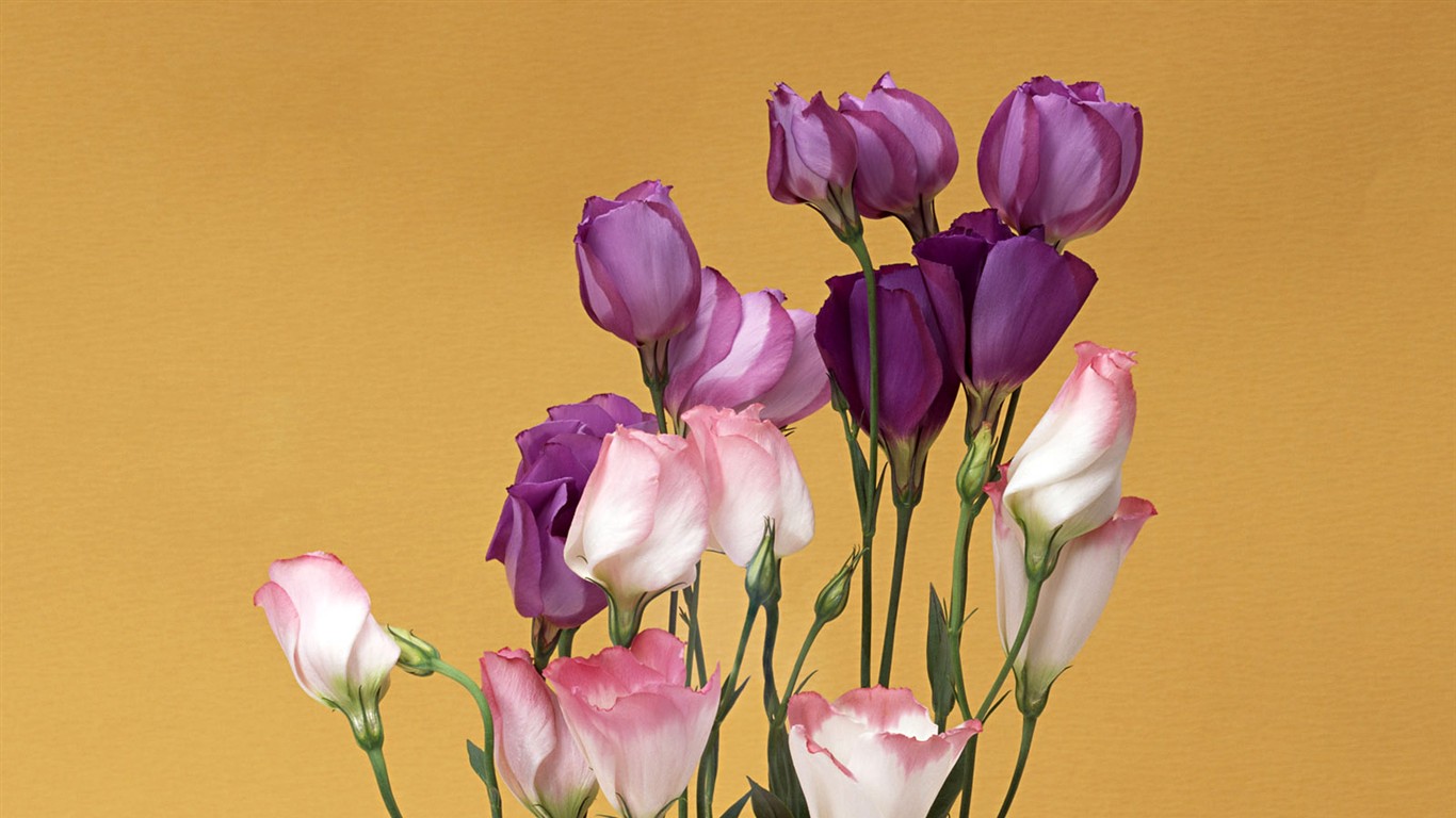Flower Hintergrundbilder Selection (1) #3 - 1366x768