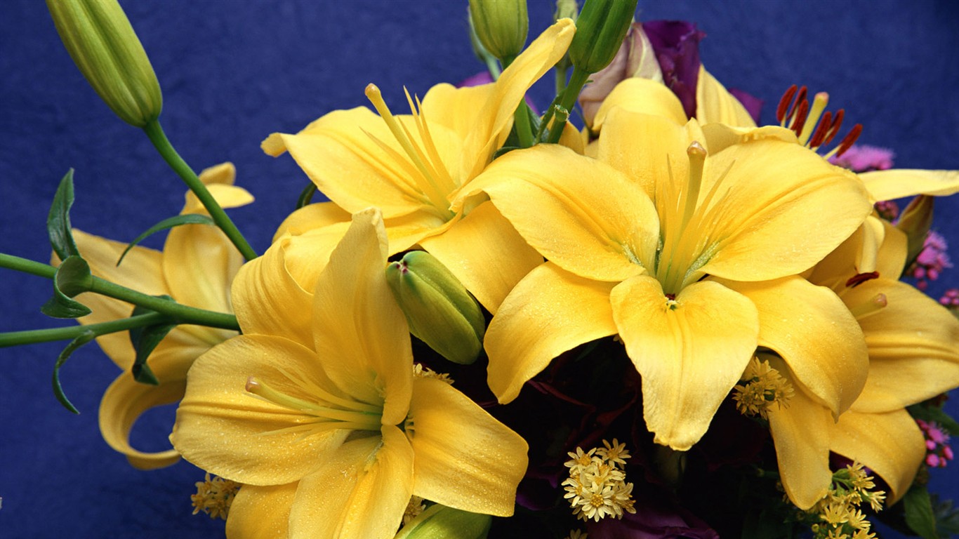 Květ Tapety na plochu výběr (1) #11 - 1366x768