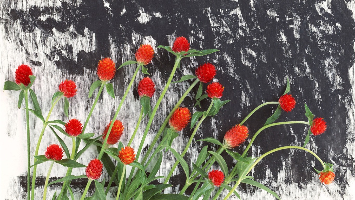 Flower Hintergrundbilder Selection (1) #16 - 1366x768