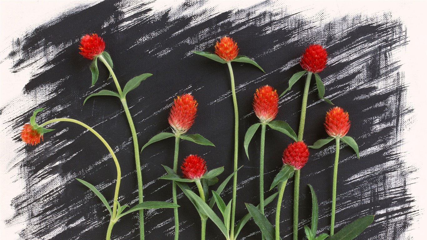 Květ Tapety na plochu výběr (1) #17 - 1366x768