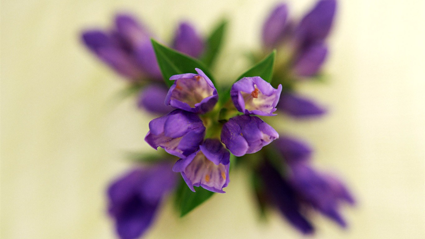 Květ Tapety na plochu výběr (1) #21 - 1366x768