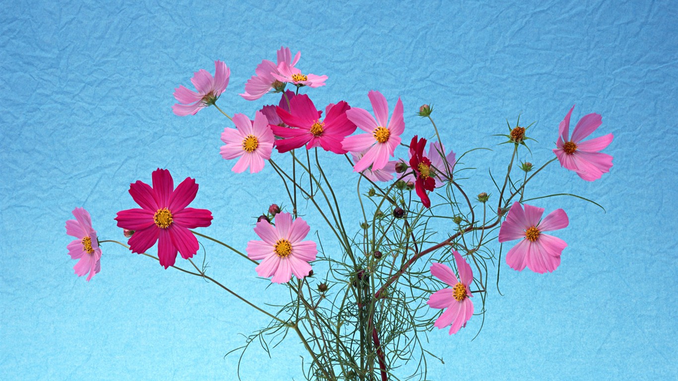 Flower Hintergrundbilder Selection (1) #24 - 1366x768