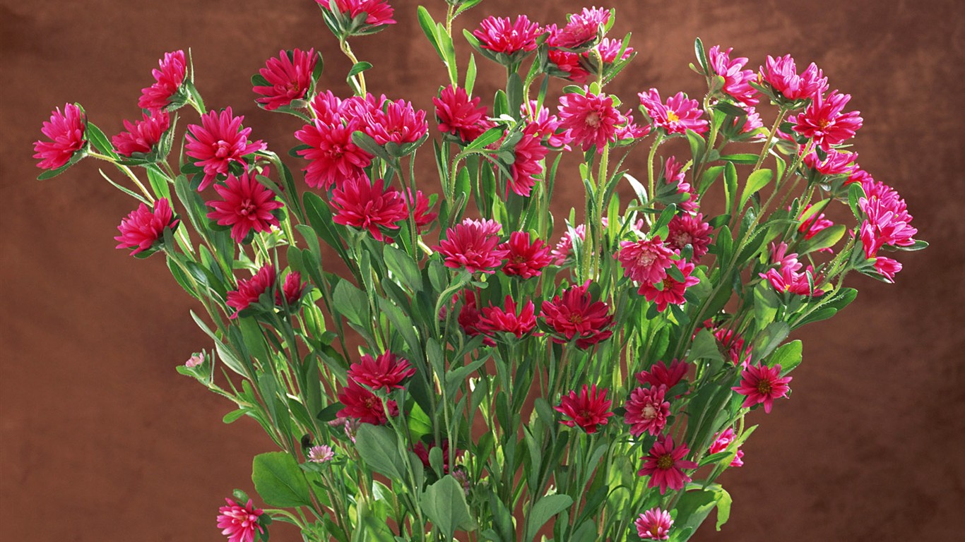 Květ Tapety na plochu výběr (1) #31 - 1366x768