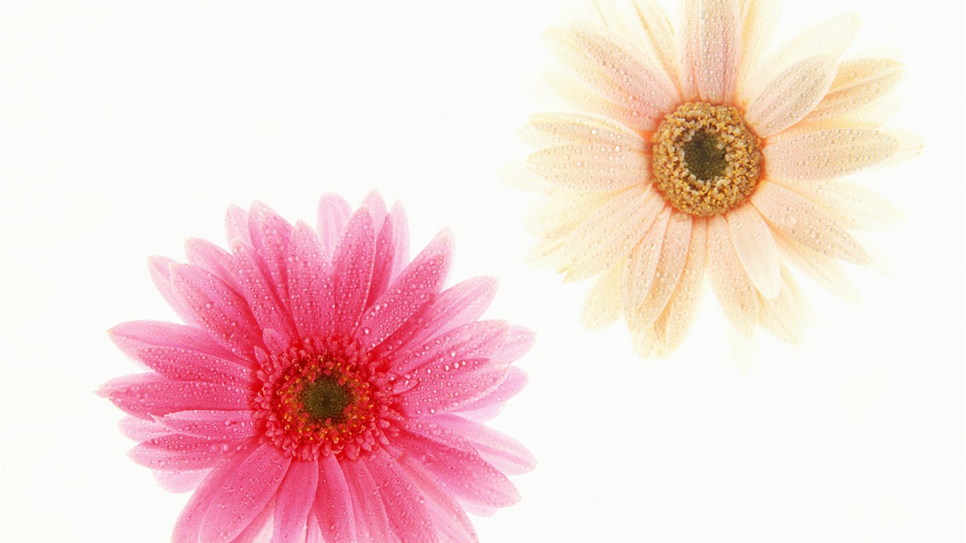 Flower Hintergrundbilder Selection (1) #34 - 1366x768