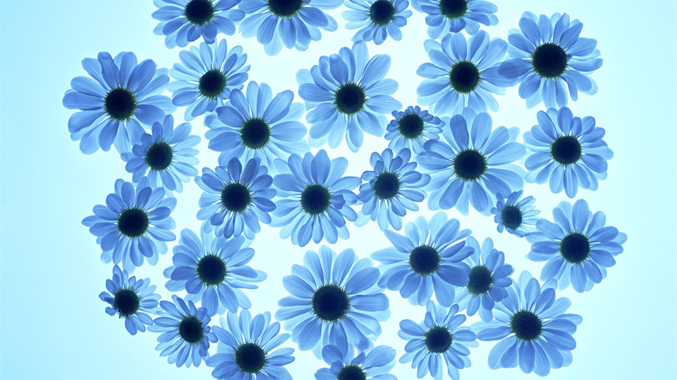 Květ Tapety na plochu výběr (1) #35 - 1366x768