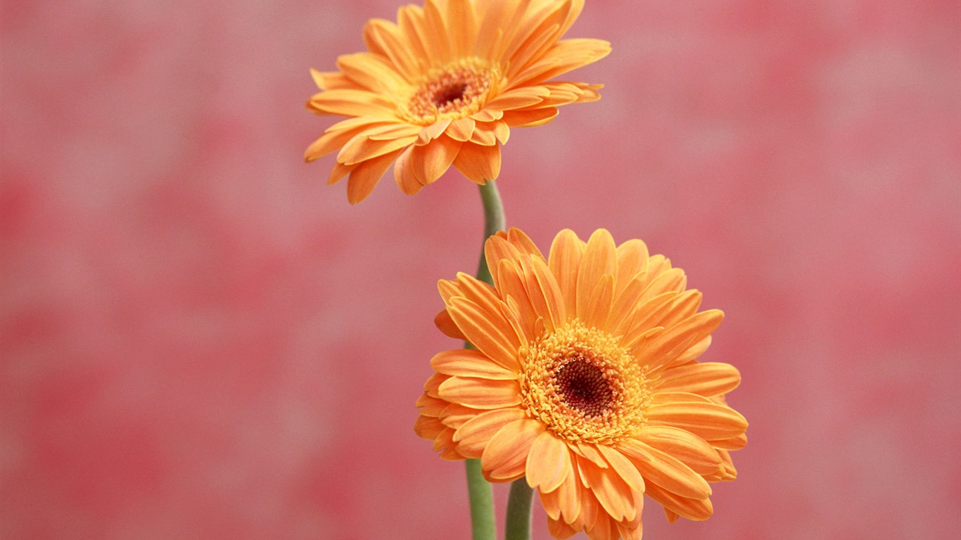 Flower Hintergrundbilder Selection (1) #38 - 1366x768