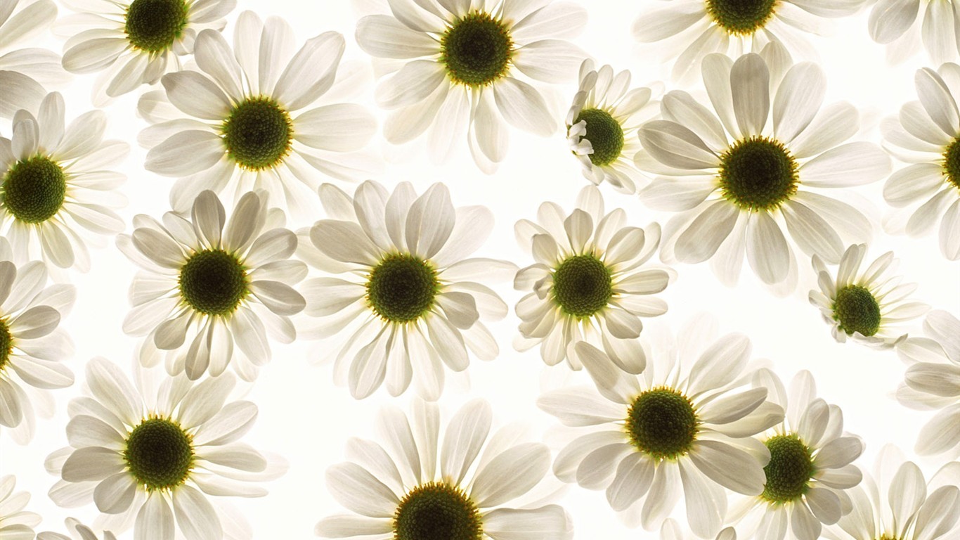 Květ Tapety na plochu výběr (1) #40 - 1366x768