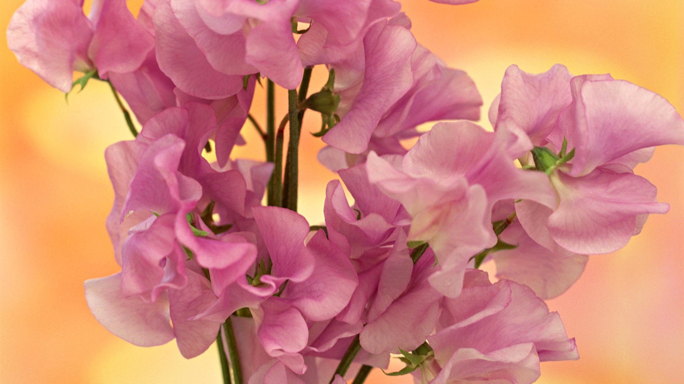 Flower Hintergrundbilder Selection (2) #8 - 1366x768