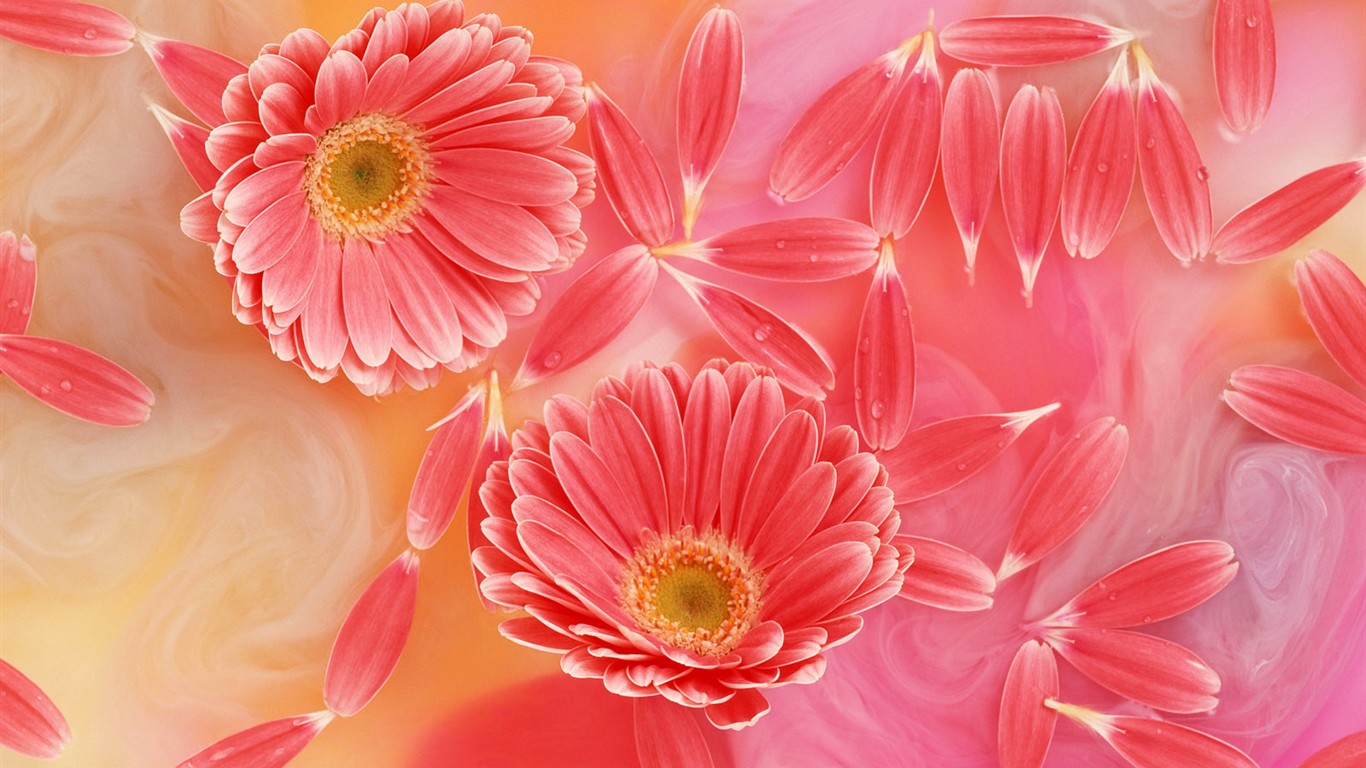 Flower Hintergrundbilder Selection (2) #9 - 1366x768