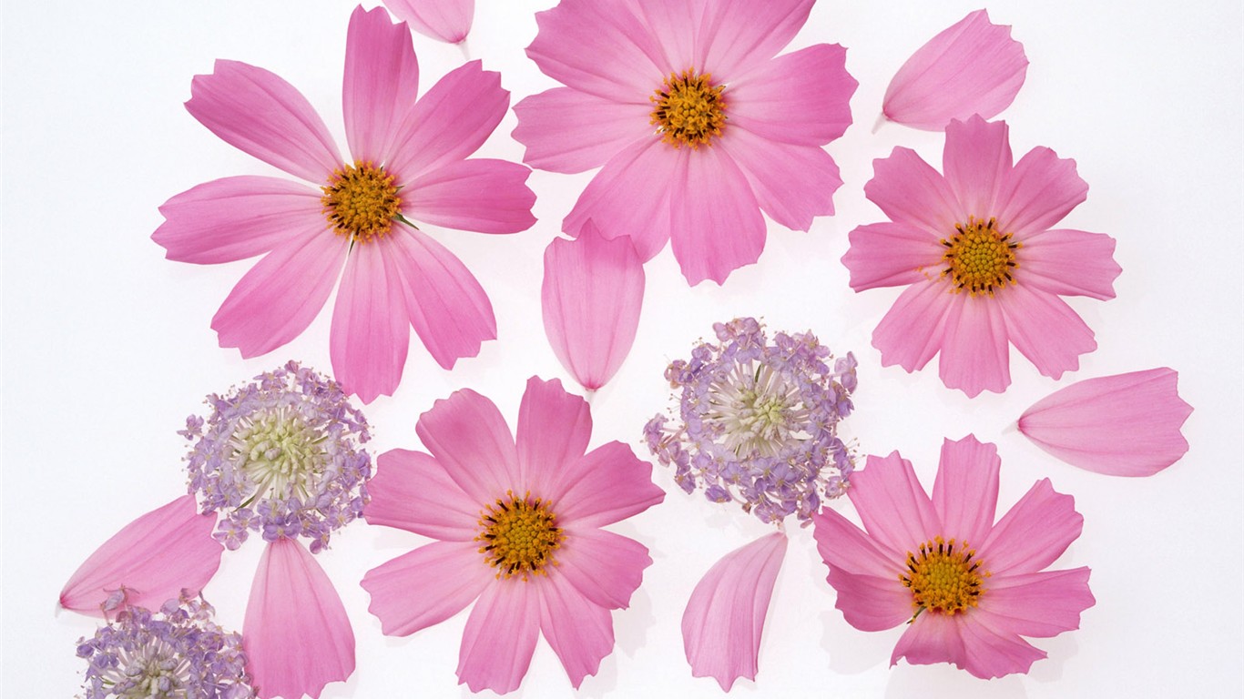 Flower Hintergrundbilder Selection (2) #11 - 1366x768