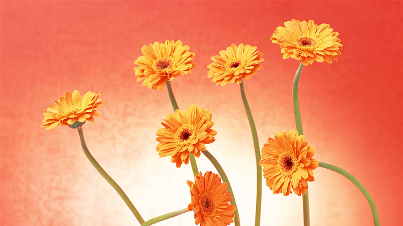 Květ Tapety na plochu výběr (2) #33 - 1366x768