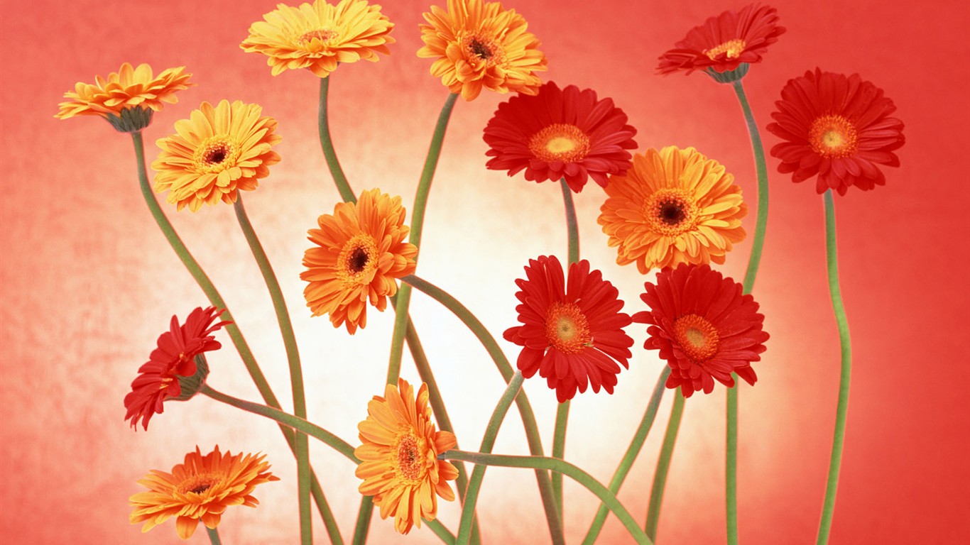 Květ Tapety na plochu výběr (2) #34 - 1366x768