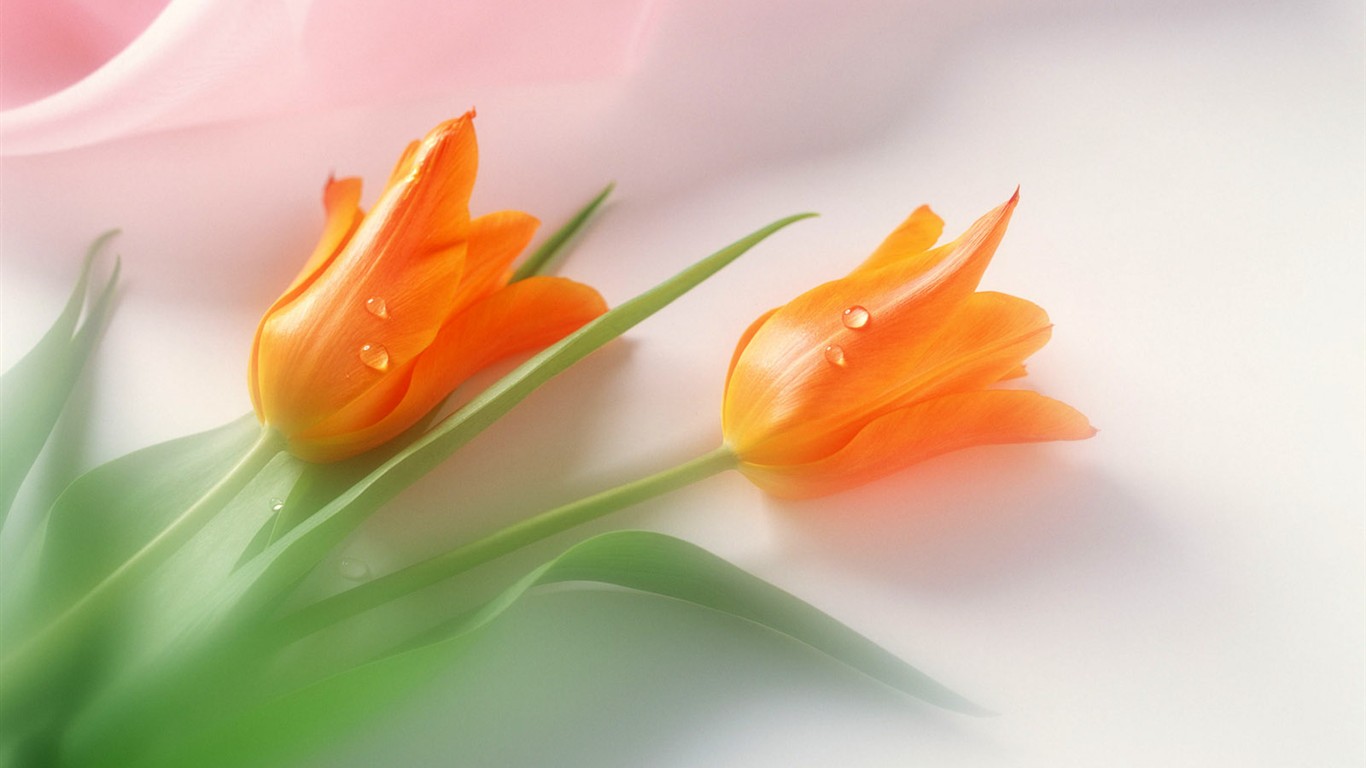 Květ Tapety na plochu výběr (2) #39 - 1366x768