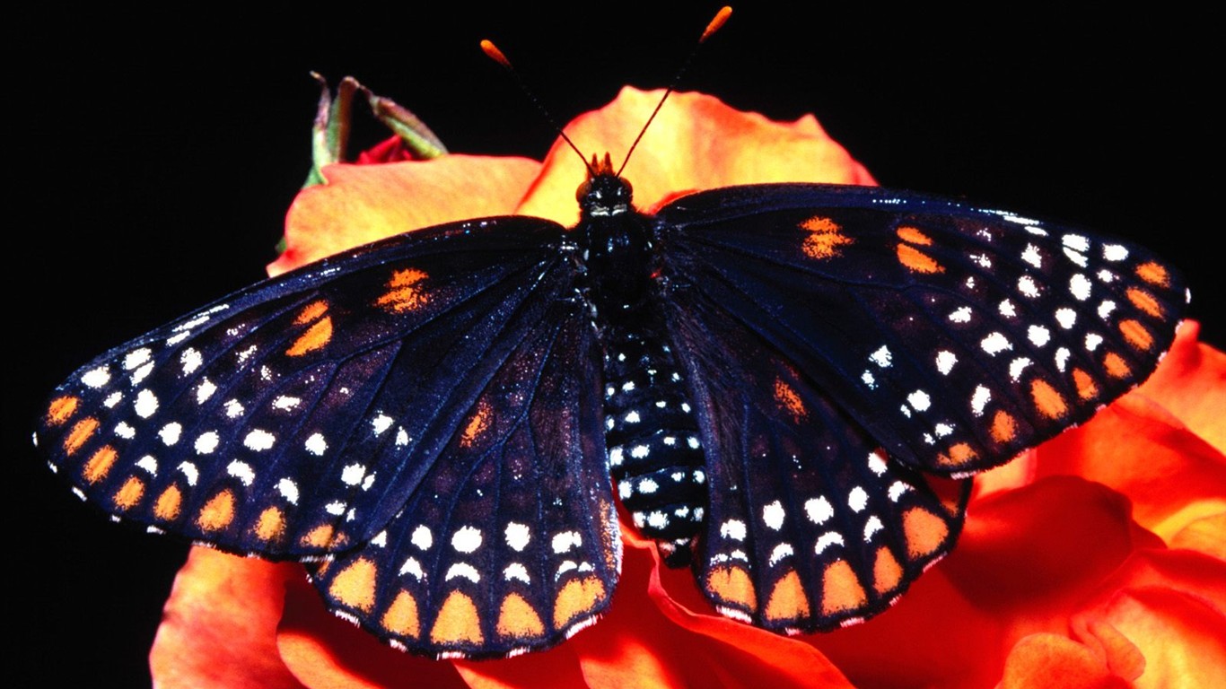Butterfly Foto tapety (2) #3 - 1366x768