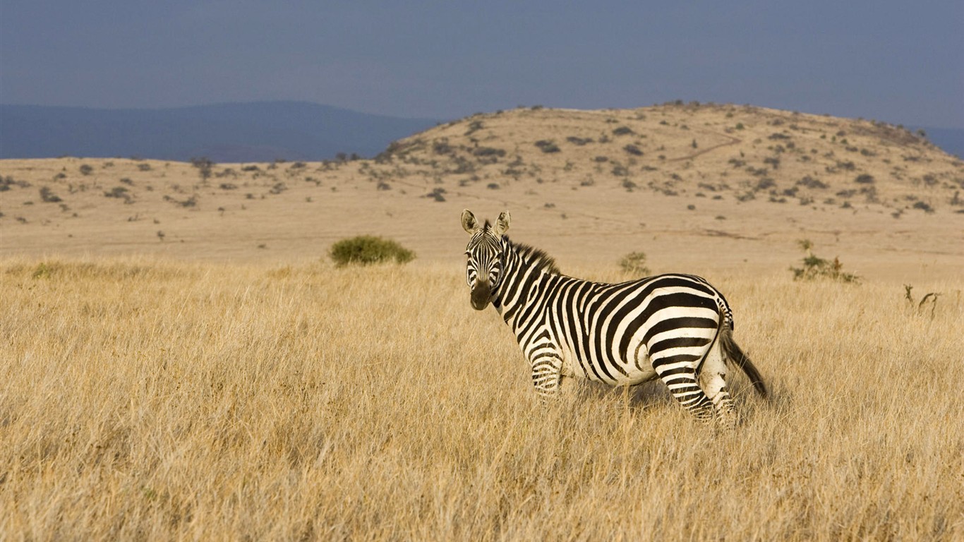 Animal Wallpaper Collection (1) # - 1366x768