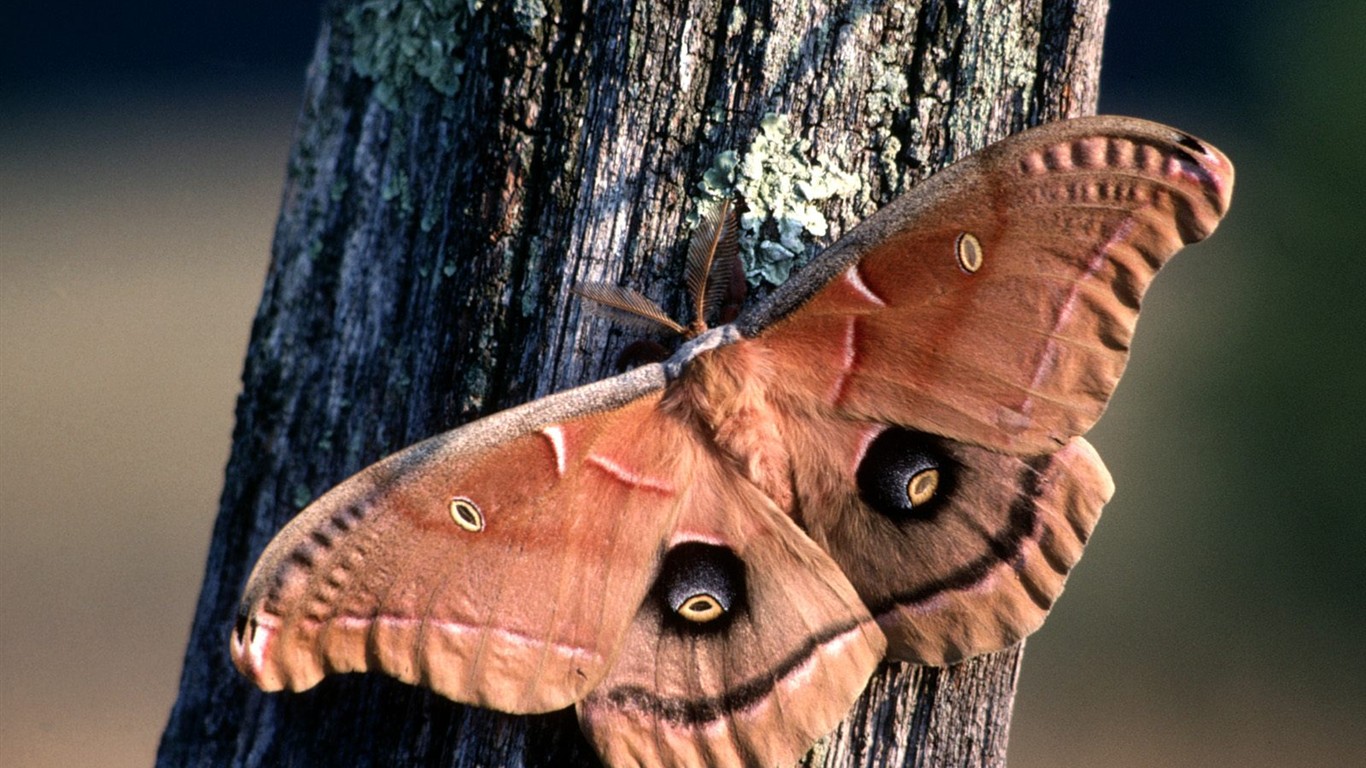 Butterfly Foto tapety (1) #2 - 1366x768