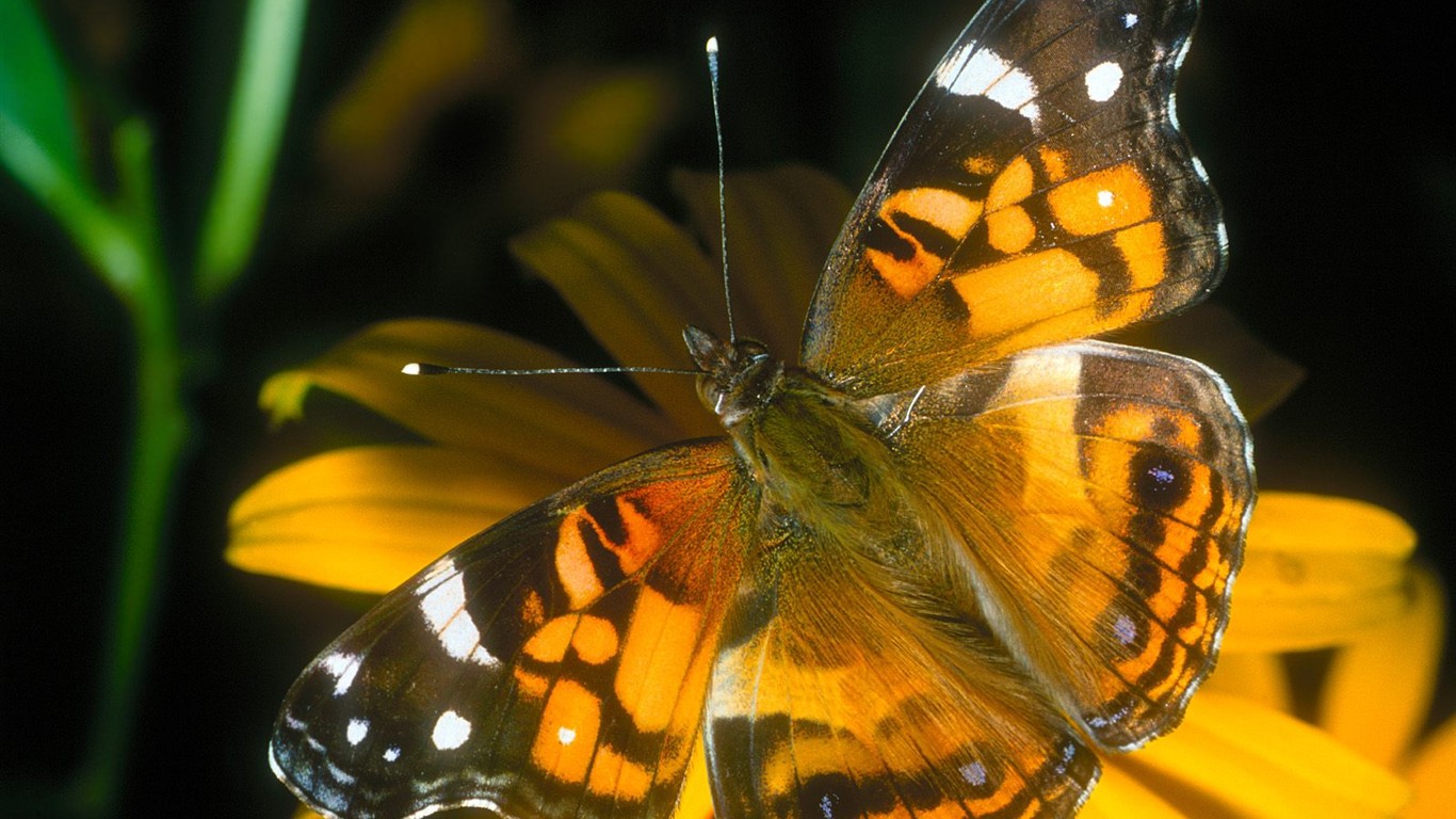 Butterfly Photo Wallpaper (1) #4 - 1366x768