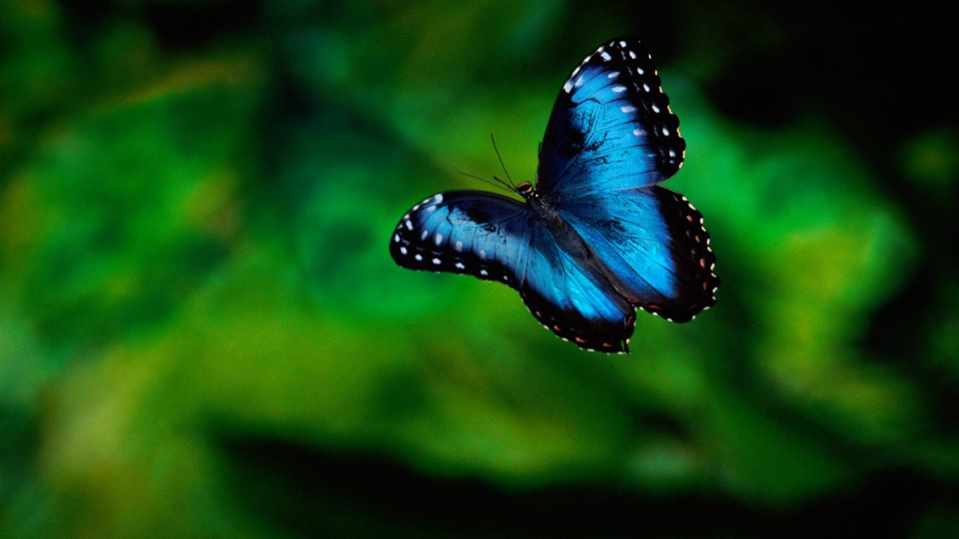 Butterfly Foto tapety (1) #9 - 1366x768
