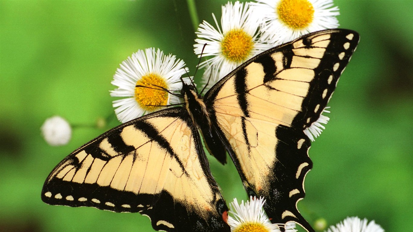 Fondo de pantalla de fotos de mariposas (1) #11 - 1366x768