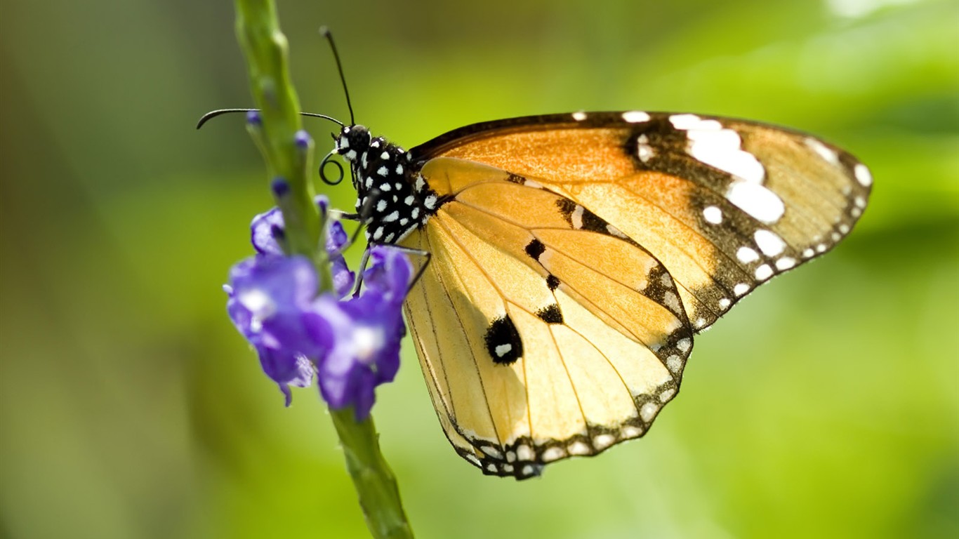 Fondo de pantalla de fotos de mariposas (1) #17 - 1366x768
