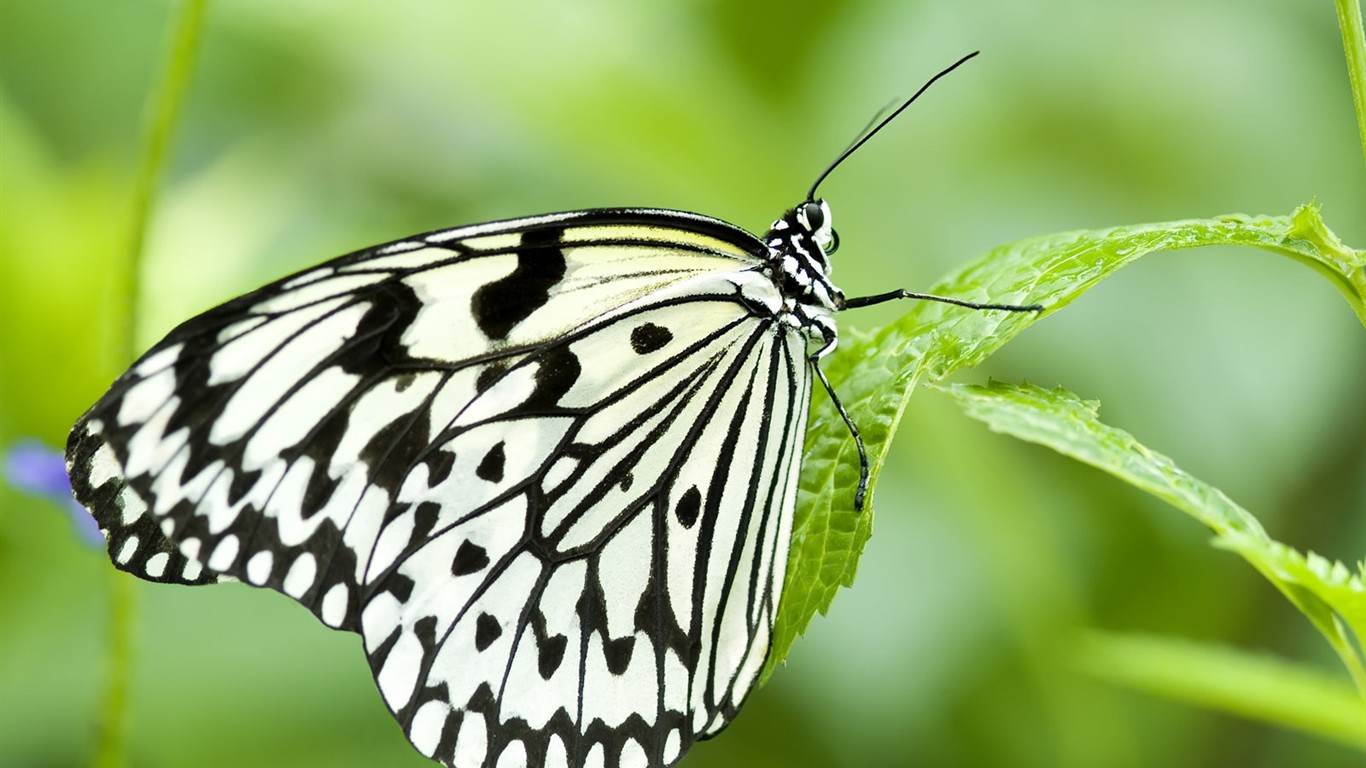 Butterfly Photo Wallpaper (3) #1 - 1366x768