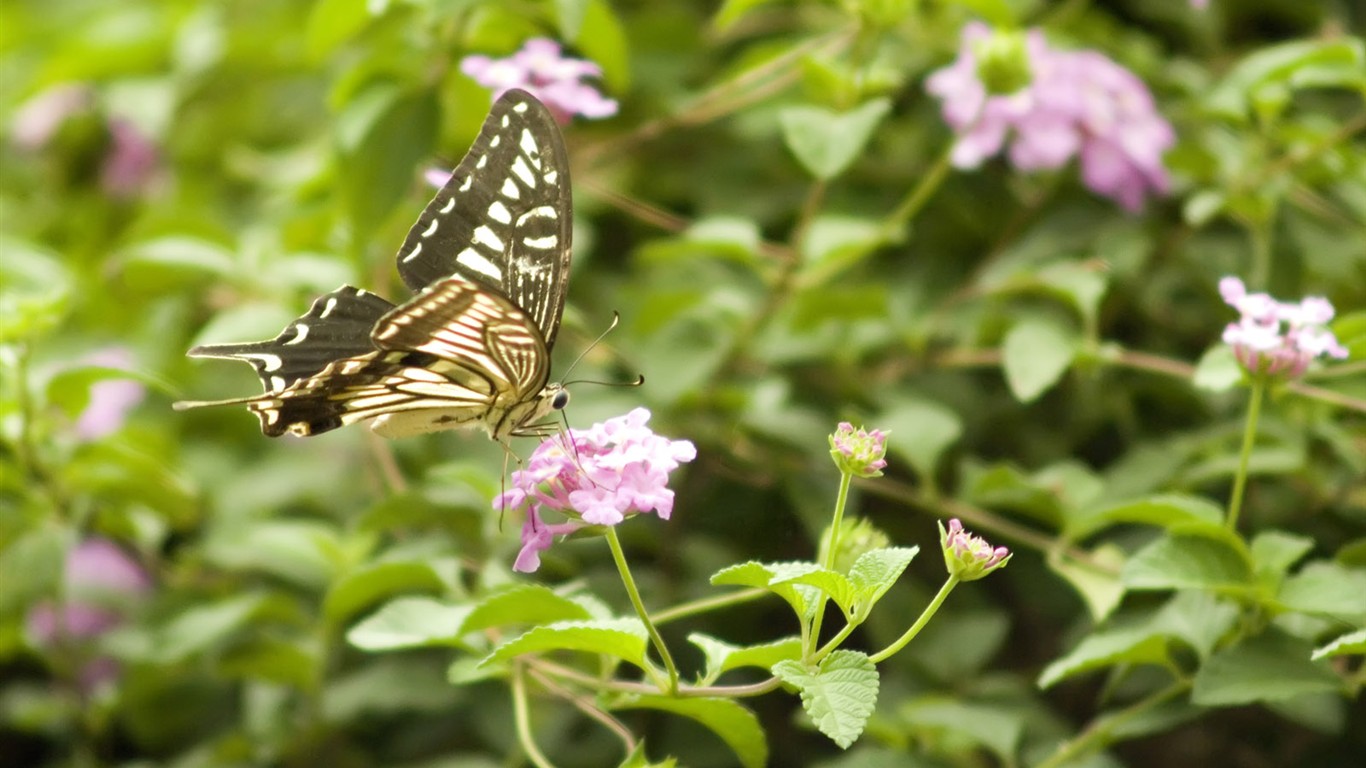 Butterfly Photo Wallpaper (3) #2 - 1366x768