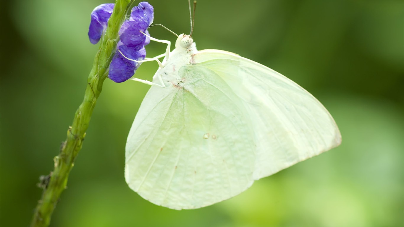 Butterfly Photo Wallpaper (3) #4 - 1366x768