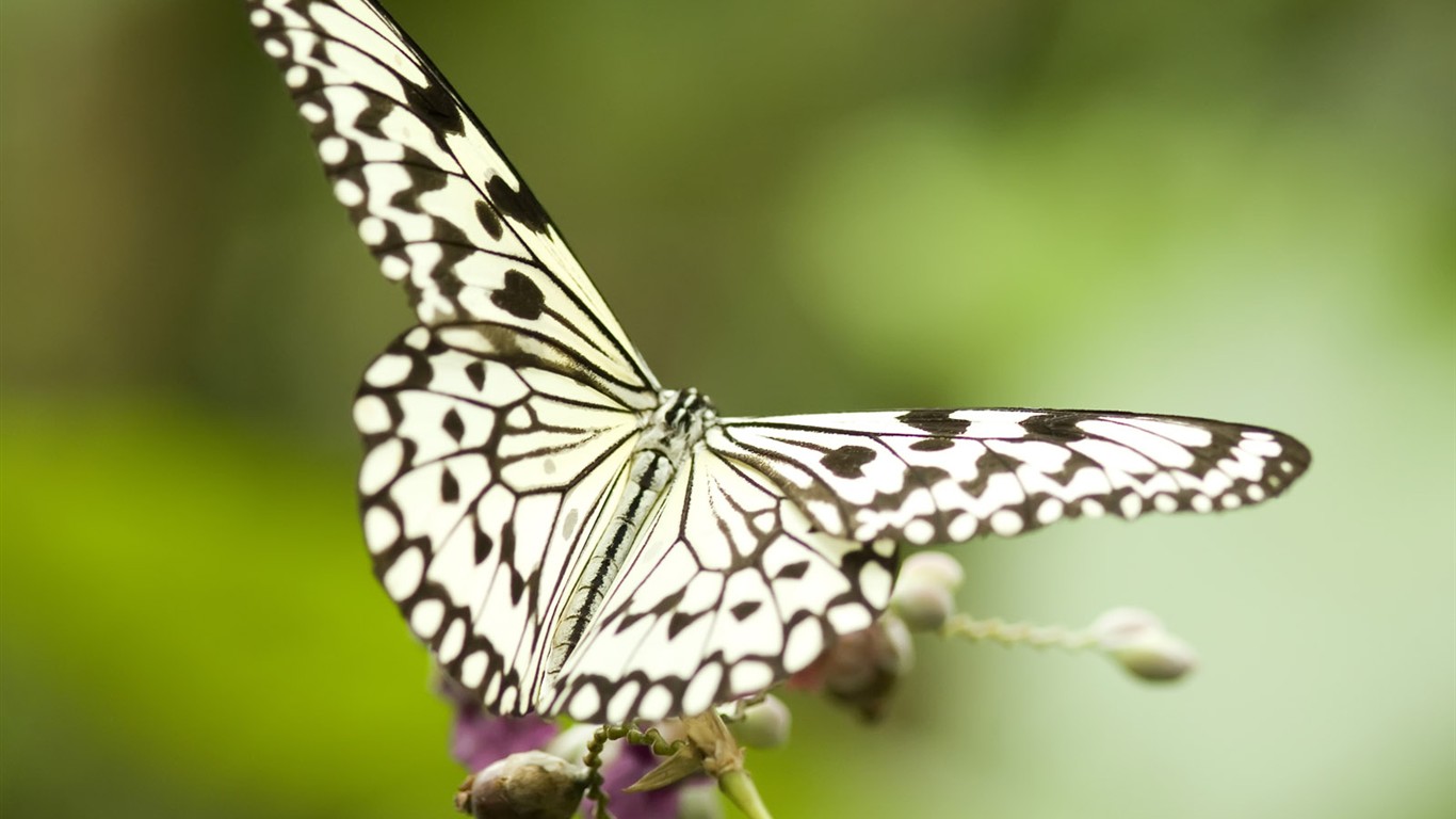 Fondo de pantalla de fotos de mariposas (3) #7 - 1366x768