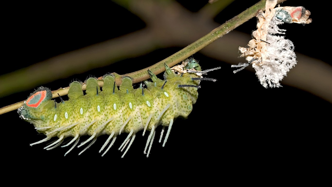 昆虫特写14 - 1366x768