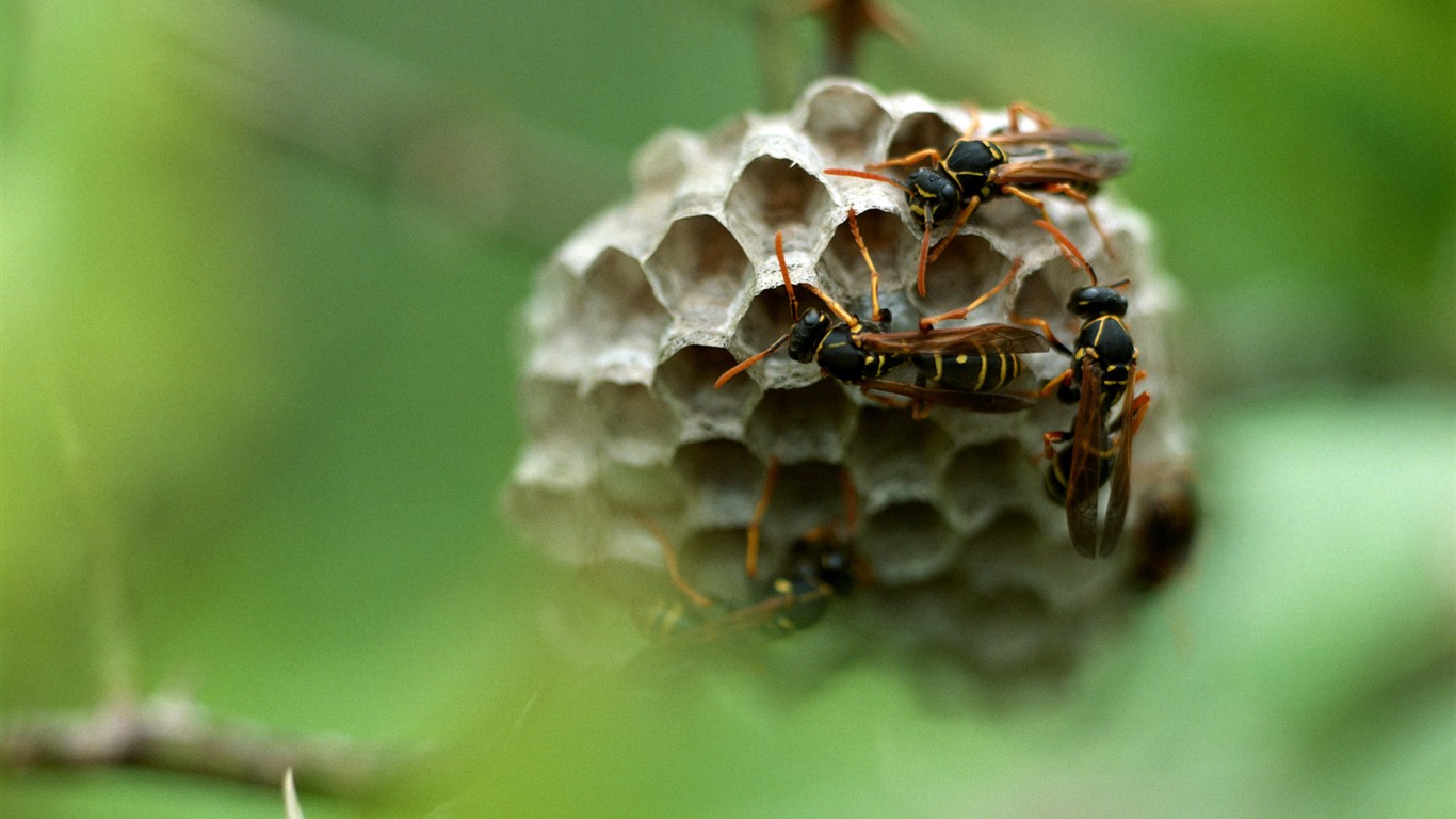 昆虫特写18,黄蜂 - 1366x768