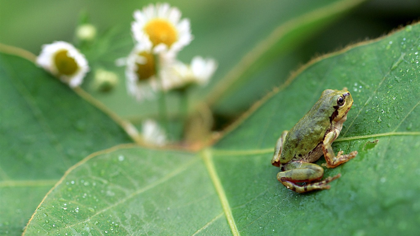 Papier peint des insectes # - 1366x768