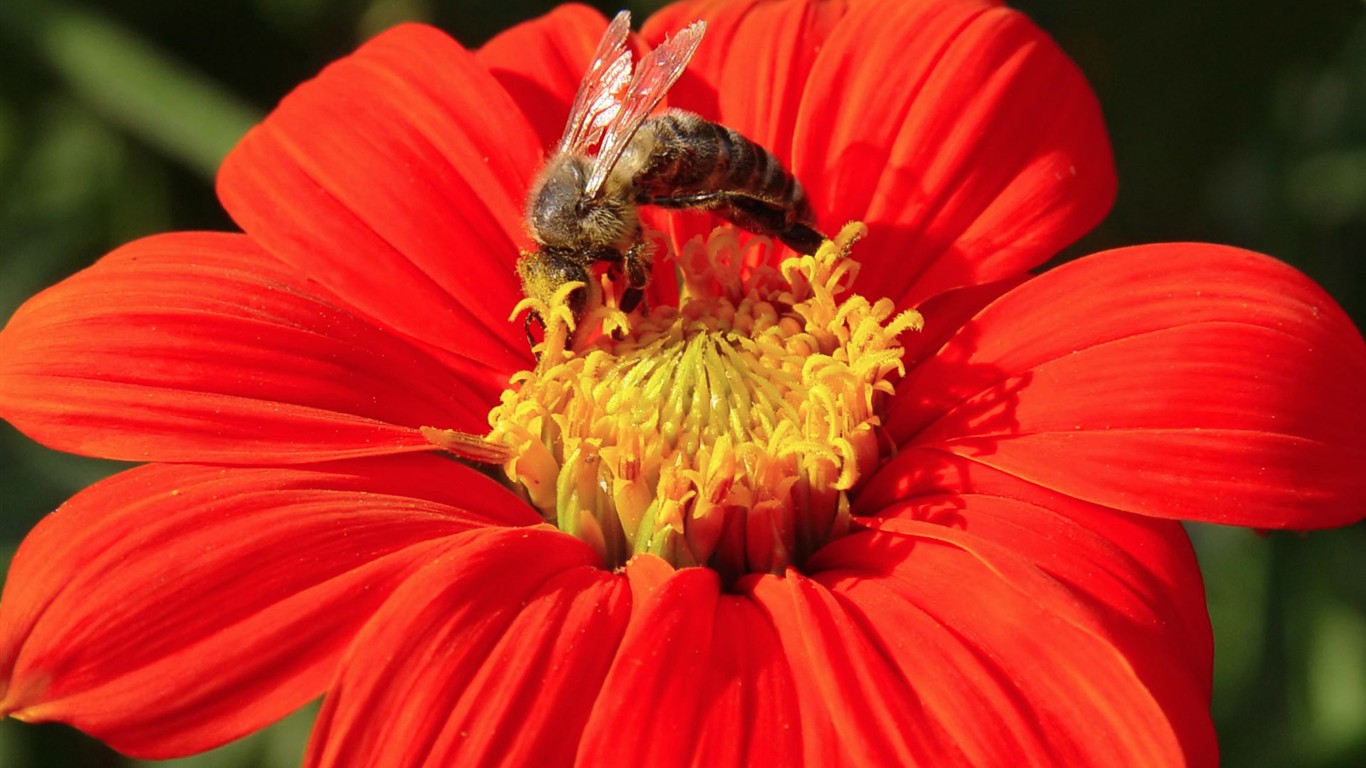 Amor Abeja Flor fondo de pantalla (1) #3 - 1366x768