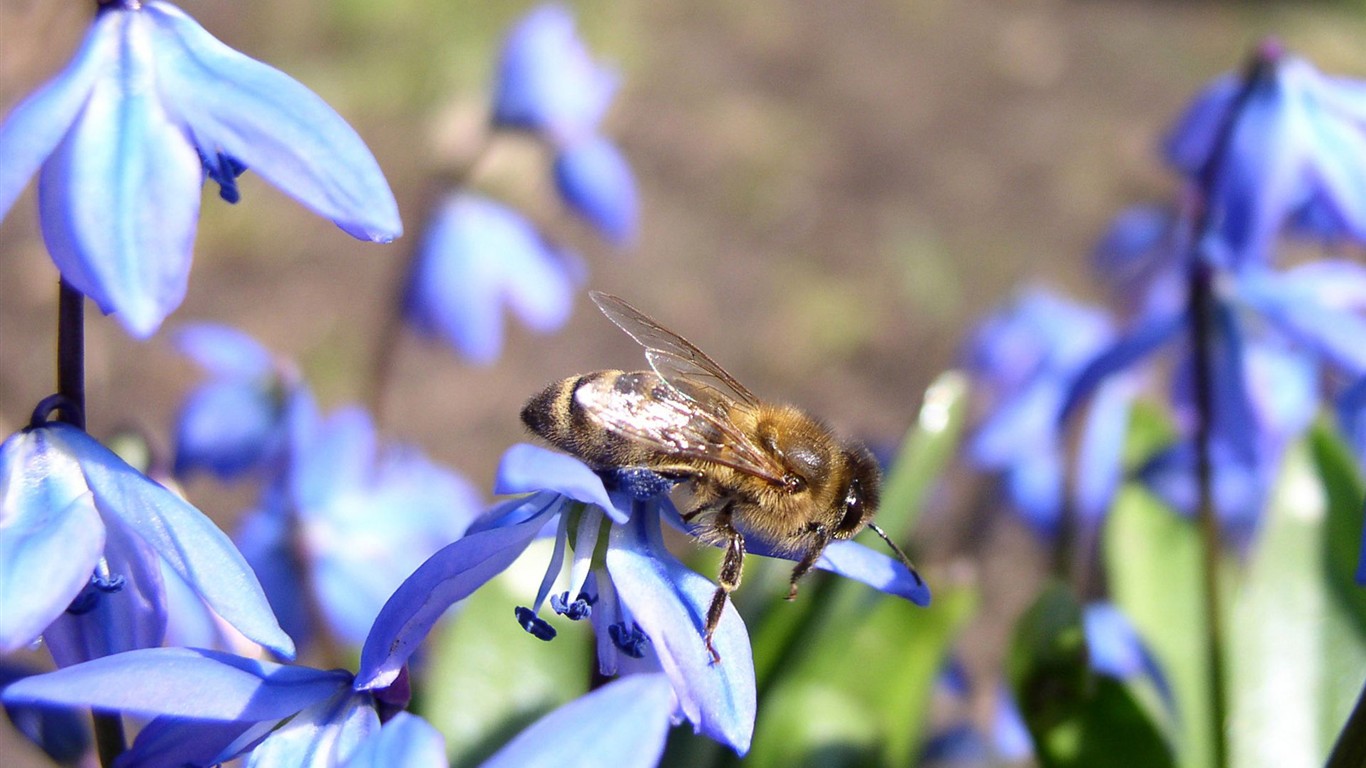 Láska Bee květin tapety (1) #4 - 1366x768