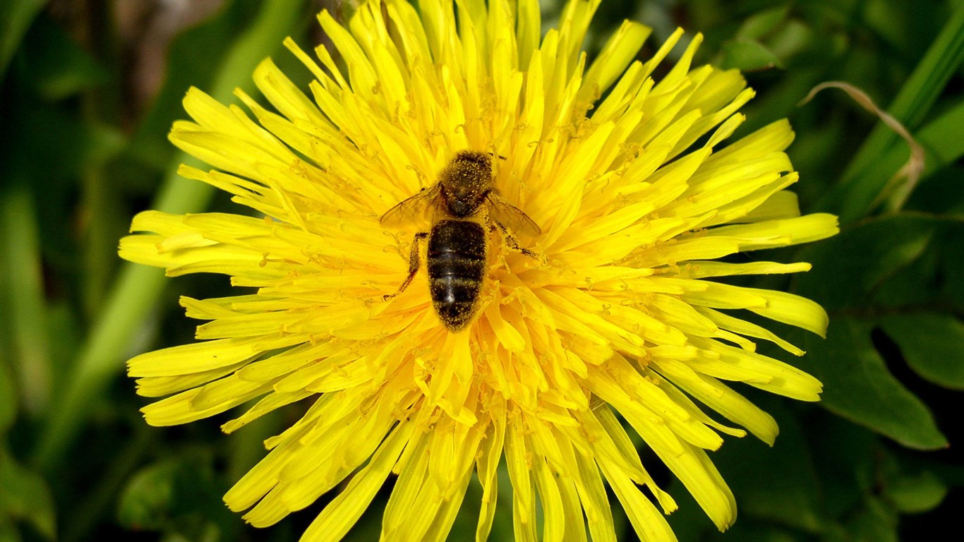 Láska Bee květin tapety (1) #5 - 1366x768