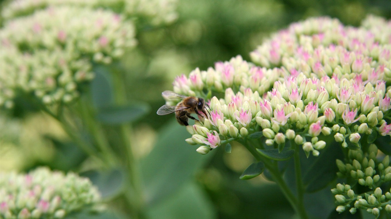 Láska Bee květin tapety (1) #6 - 1366x768
